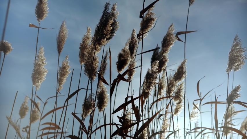 Reed In Meadow Sways.Grass Blowing On Nature Autumn Field.Fall In Herb Meadow On Pond Countryside.Nature Windy Day.Golden Sunset.Reeds Sway On Wind And Sun Rays.Wild Grass Sway From Wind On Nature Sky | Shutterstock HD Video #1073848124