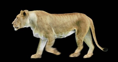 Isolated lioness cyclical walking. Can be used as a silhouette.
