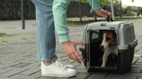 Woman lets out jack russell terrier dog outdoors from safe travel box.