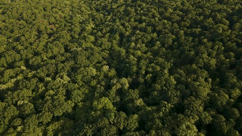 4K Aerial view of Beautiful footage of tropical Rainforest in Amazon, Amazon forest jungle in Brazil.