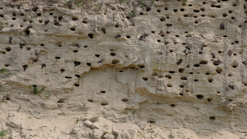 Swift birds entering and coming out of holes in a sand wall. Wildlife in Ukraine.   Royalty-Free Stock Footage #1073854778