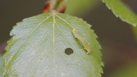 A small green caterpillar on the leaf of the plant with the small hole on it