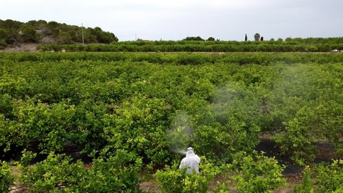 pesticide spray aerial drone Weed control spray fumigation Industrial chemical agriculture. Man spraying pesticides, pesticide, insecticides on fruit lemon growing plantation. Man in mask fumigating.
