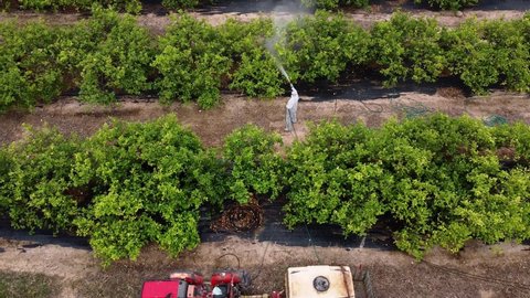 pesticide spray aerial drone Weed control spray fumigation Industrial chemical agriculture. Man spraying pesticides, pesticide, insecticides on fruit lemon growing plantation. Man in mask fumigating.