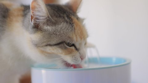 Cat drinking water in auto machine close-up.