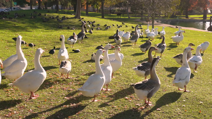 Geese and ducks walking on the green shore of the lake pinching grass