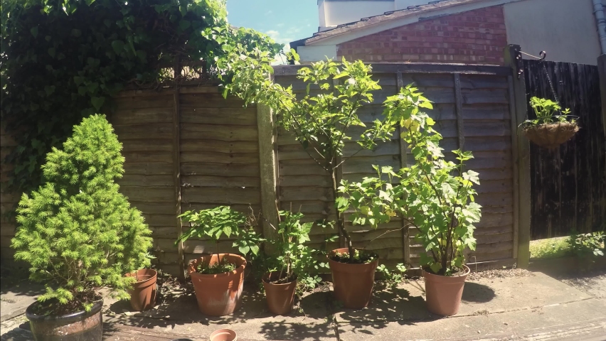 a time lapes of plants in a graden