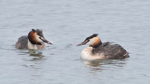 Great crested grebe family with chicks ( Podiceps cristatus )