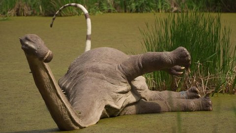 A living dinosaur diplodocus lies on its side swims in a pond in summer on a sunny day. Large robotic lizard model on display in Dino Park. A floating dinosaur inMazazoi era fallen on side and lies.