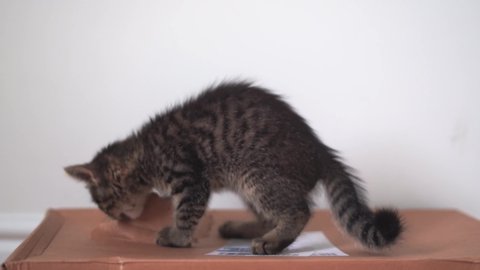 Funny grey tabby cat playing with box. Kitten pet at home. Lifestyle stable shot. Cardboard toy for kitten