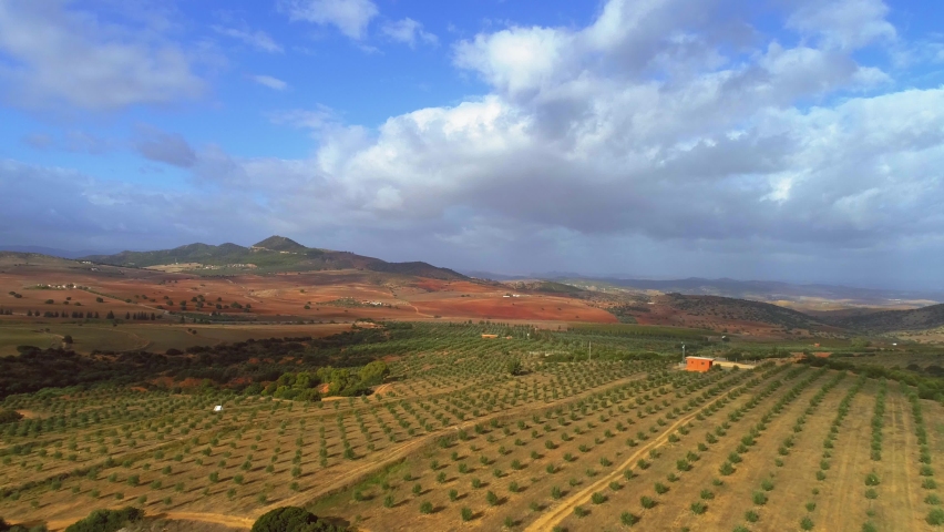 Aerial Drone View:  Rows of olive trees agriculture farm in Beja, Tunisia from the sky | Shutterstock HD Video #1073867045