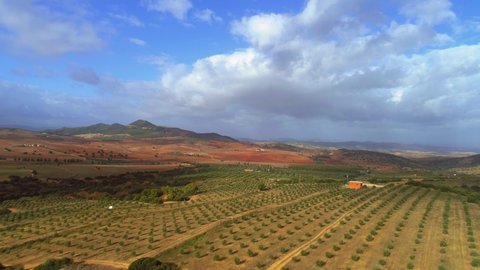 Aerial Drone View:  Rows of olive trees agriculture farm in Beja, Tunisia from the sky