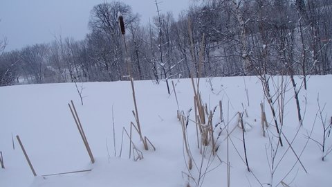 a pond with a cattail frozen and covered with snow in winter