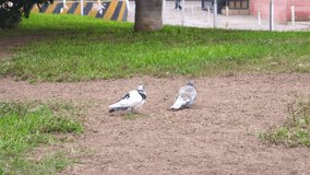 two pigeons scratching their backs and wings on the ground of a park in the daytime in 4k