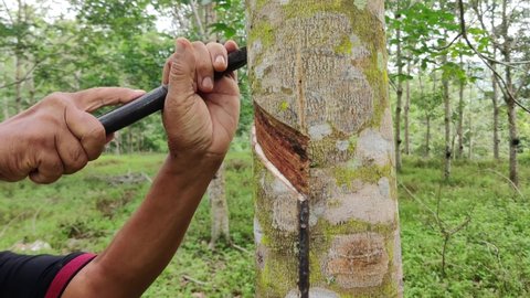 Negeri Sembilan, Malaysia: April 3, 2021 - Footage of rubber tapping. This process is normally done very early in the morning to get the maximum flow of latex. Blurred background