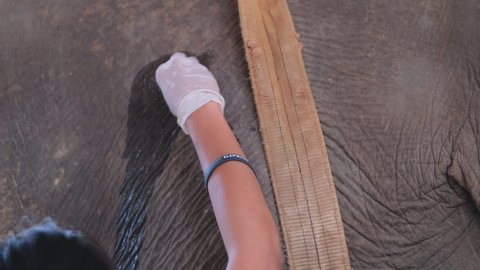 Close up hands of veterinary use syringe and needle to inject some medicine to hip area of elephant in animal hospital during the process of cure or treatment of sick animals. 