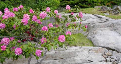 Establishing shot of nice outdoor landscape with red rose flowers and rocky background in Vancouver, Canada, North America. Overcast. Day time on June 2021. Still camera view. ProRes 422 HQ.