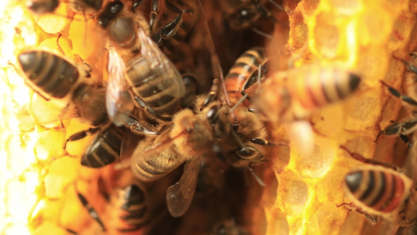 Detailed super closeup within a hive in a honeycomb making out a colony of wild Apis Mellifera Carnica or European Honey Bees with specimen coming and going Royalty-Free Stock Footage #1073871674