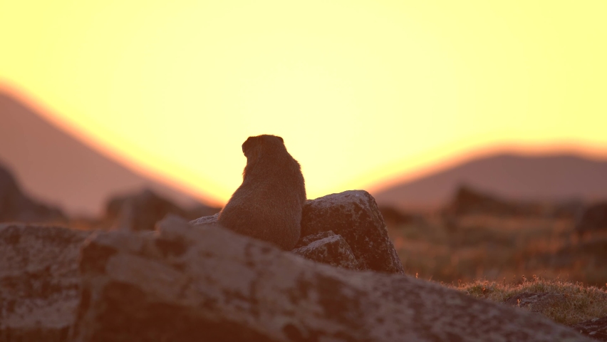 Marmot observing its surrounding in the highlands of the Rocky Mountain National Park