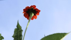 Mexican sunflower has a very tall stem and taken from under the flower and sun light passes through orange petals against the blue sky b roll clip