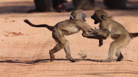 Slow motion of two young baboons play fighting with each other, Kruger National Park.