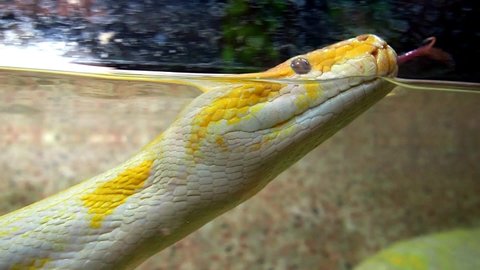Royal yellow albino python reshapes skin. Pythonidae, a family of non-venomous snakes. Python swims in water and sheds old skin. The snake is molting. Snake skin in water. Snake head and tongue.