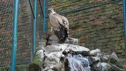 The griffon vulture Gyps fulvus is a large bird of prey of the genus of vultures of the hawk family, a scavenger. The griffon vulture sits on stones from which water or a stream flows. Thick plumage.