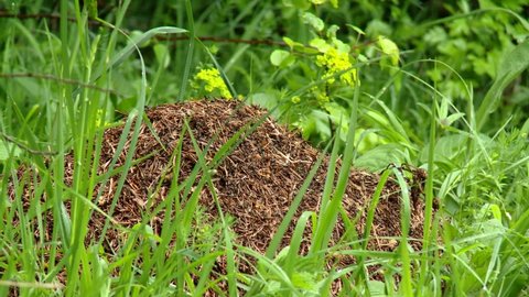 Forest anthill, ants work diligently on their anthill. Natural environment
