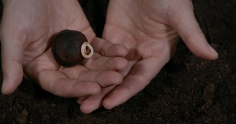 Man Holds of Brown Chestnut Tree Sprout on Palms Slow Motion Spring Garden Gardener Hands Planting Flower Bulb in Ground. Macro Shot Planting Young Chestnut Tree Sprout in Soil. Farmer Hands Close Up.