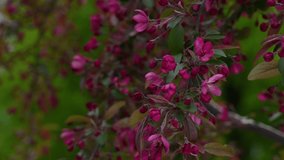 Closeup view 4k stock video footage of spring tree blooming with beautiful dark red small flowers. Natural flowering abstract bokeh background