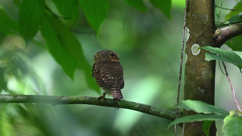 Collared Owlet, Taenioptynx brodiei, Kaeng Krachan National Park, Thailand; perched on a small branch, fantastic green bokeh, then suddenly flies away to the left leaving the leaves shaking.