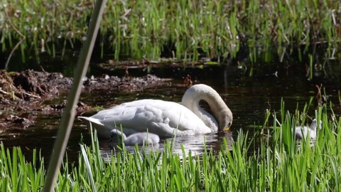 Handheld shots of Mother swan swimming with small chicks, in sunny lake water