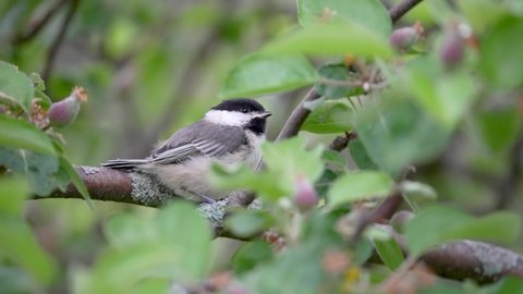 Black-capped Chickadee Fledgling waiting in a apple tree for its parents