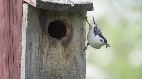 A white-breasted Nuthatch brings insects in its beak back into its manmade nest cavity