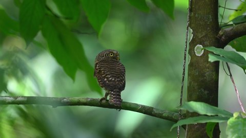 Collared Owlet, Taenioptynx brodiei, Kaeng Krachan, Thailand; lovely lemon-yellow eyes, head turning around quickly, towards the camera then poops, back feathers look like eyes looking back.