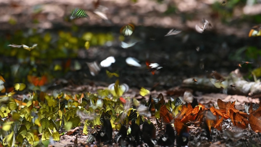 Butterflies of all kinds flying around and also feeding on minerals on the ground in Kaeng Krachan National Park in Thailand during a lovely sunny day.