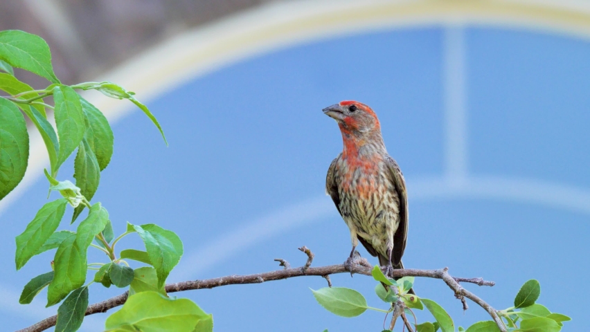 An adult male house finch singing while perched on a branch - isolated close up