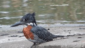 a Giant Kingfisher sitting on a damn wall.