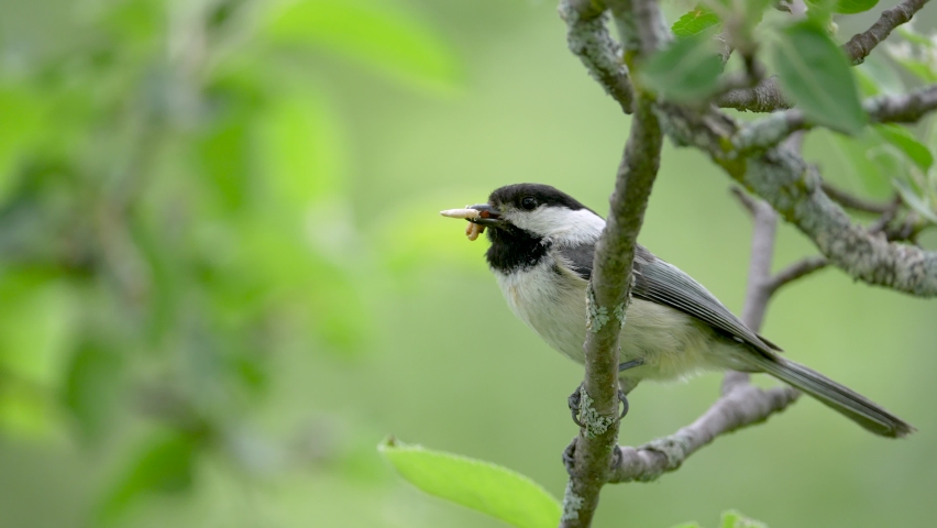 Black-capped Chickadee with Mouthful of 스톡 동영상 비디오(100% 로열티 프리) 1073883911 | Shutterstock