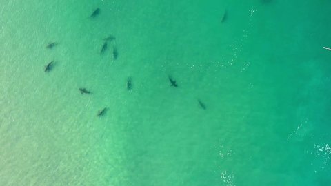 Sharks swimming in shallow water, Mediterranean Israel, aerial
Drone view from Hadera, group of sharks swept, 2021
