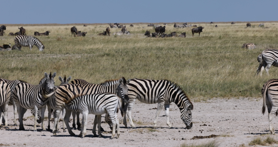 Close-up panning view of a small herd of zebras and wildebeest.  Zebra Migration Botswana Royalty-Free Stock Footage #1073893871
