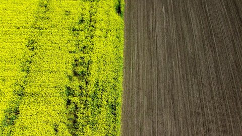 Aerial drone view flight. Flying over the rapeseed field during rapeseed flowers blooming on sunny day. Blooming rapeseed field close-up. Border rapeseed field and plowed land. Edge, line, ground soil