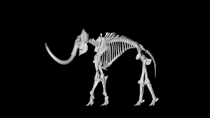 Skeleton mammoth elephant gyrating on black background Royalty-Free Stock Footage #1073895080