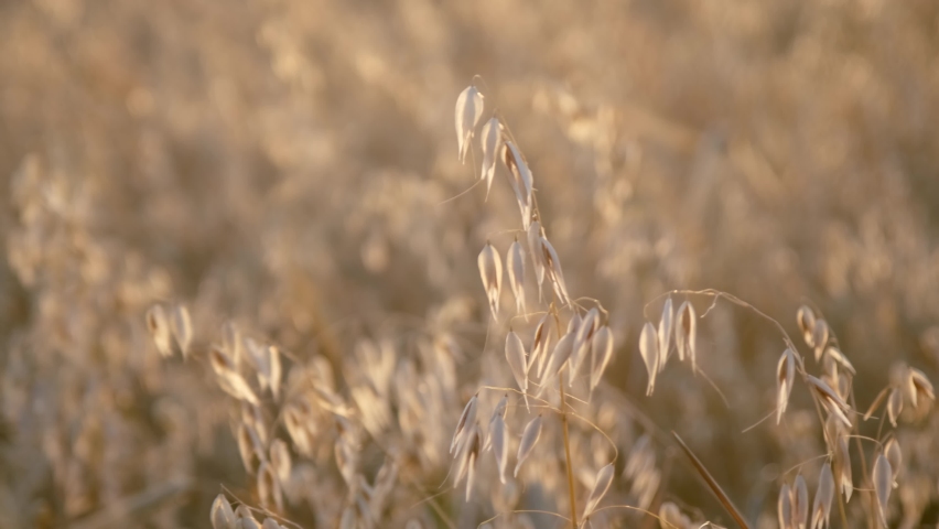 Oat (Avena sativa), sometimes called the common oat, is a species of cereal grain grown for its seed, which is known by the same name (usually in the plural, unlike other cereals and pseudocereals). Royalty-Free Stock Footage #1073895488