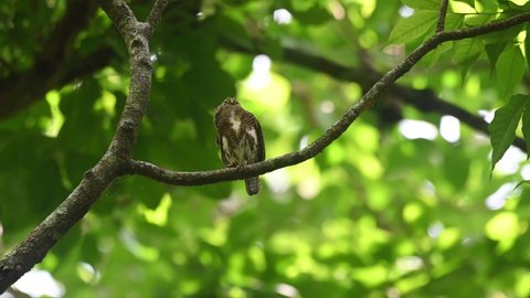 Collared Owlet, Taenioptynx brodiei, Kaeng Krachan National Park, Thailand; seen perched on a small branch looking upwards while calling then it flies away upwards to another branch.