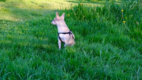 A small Chihuahua dog on a leash walks in the grass and waits for its owner. Dog walking.