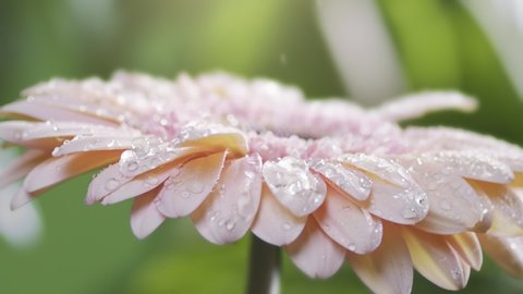 Drops of water fall on pink daisy gerbera and roll down the petals. Delicate beige gerbera flower with drops of morning dew on petals. Green natural background, slow motion