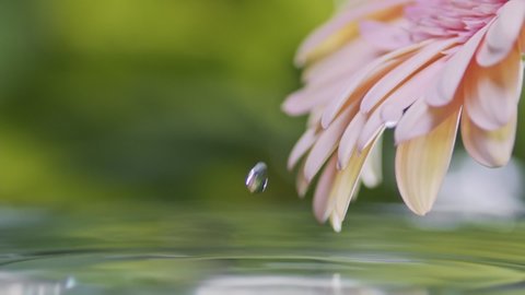 Drops of morning dew roll down delicate pink daisy flower and fall into water. Raindrops on gerbera flower. Green foliage background