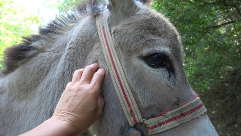 Yumaklar, Antalya, Turkey - 28th of May 2021: 4K Stroking a timid grey donkey

