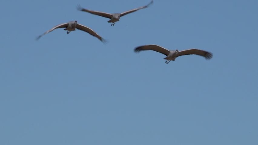 Three sandhill cranes fly gracefully through the clear blue sky then bank left during their migration along the Central Flyway through North America in December. High quality slow motion video.